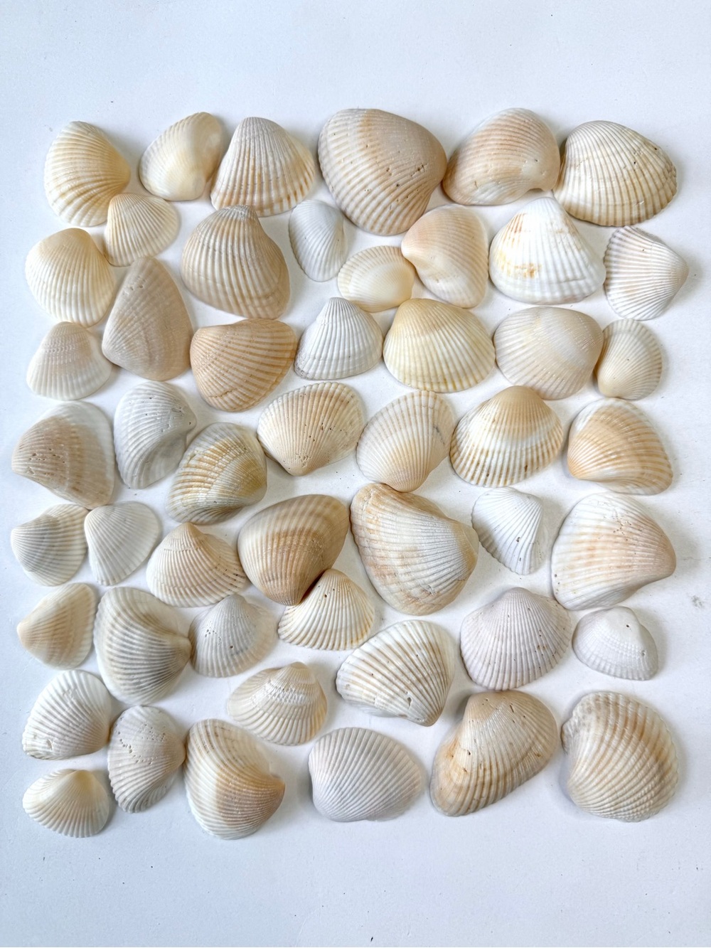 Seashells 50 Ark Clam Shells 1-1/4” to 2-1/4” White Cream Beach Art Crafts Decor